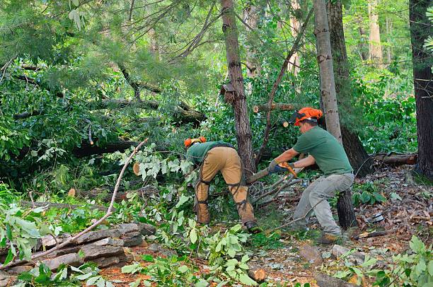 Best Tree Cutting Near Me  in Mount Oliver, PA